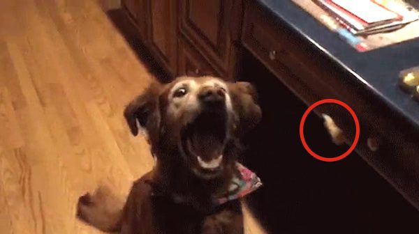 dog tries to catch treats