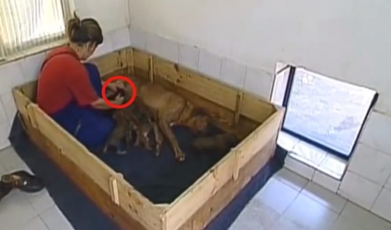 Rhodesian Ridgeback Is Mom To More Than Just Her Puppies