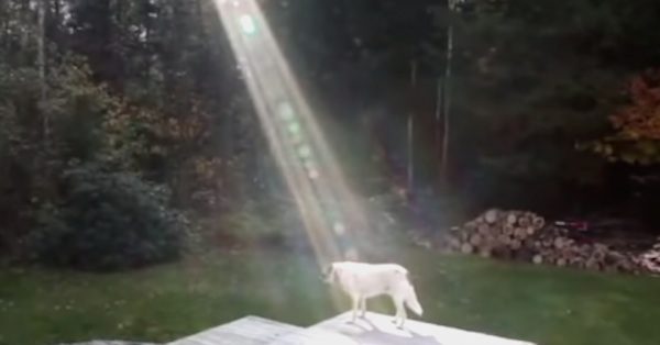 dog in beam of light