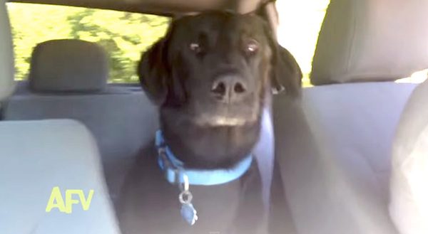dog excited to go to park