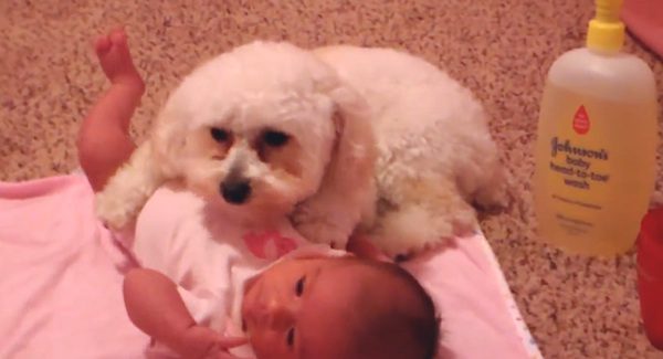 dog protects baby from blow dryer