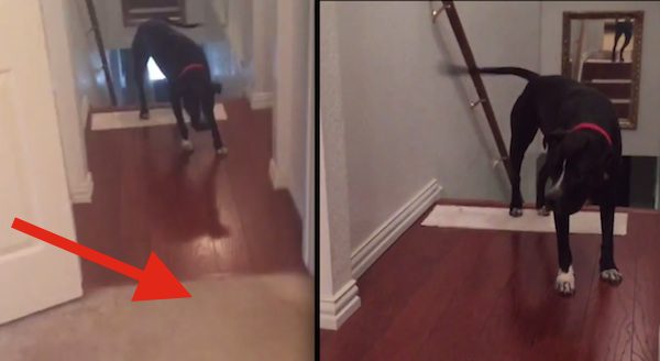 Dog Does The Funniest Thing To Overcome His Fear Of Doorways
