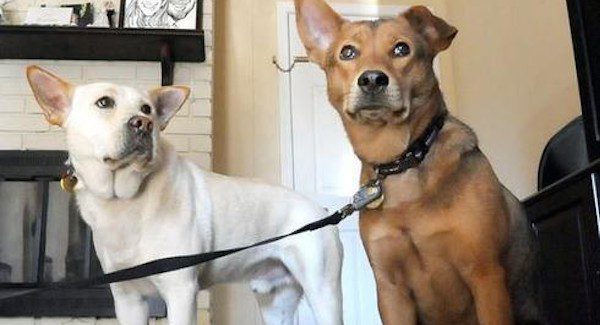 dog sweethearts