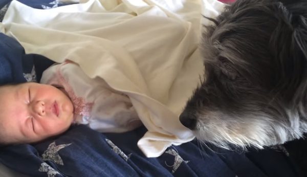 dog tucks in baby