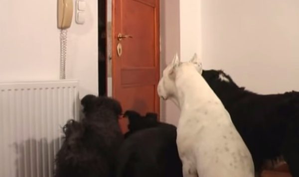 dogs at christmas