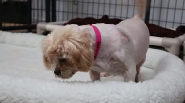 dog's first bed