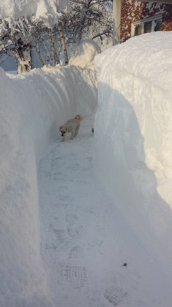 dogs-in-snowstorm-8