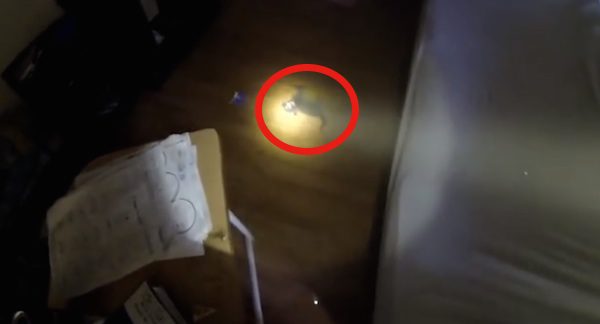 kitten rescued by fireman
