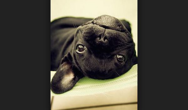 French Bulldog Has Precious Response To His Mom’s ‘I Love You’