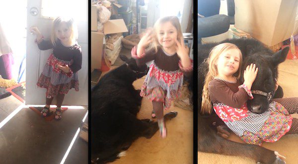 girl lets cow in home