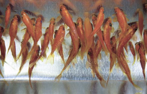 goldfish-art-2