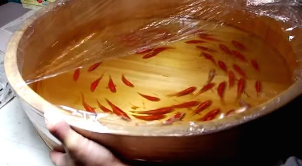 goldfish by Riusuke Fukahori