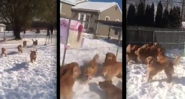 retrievers in snow