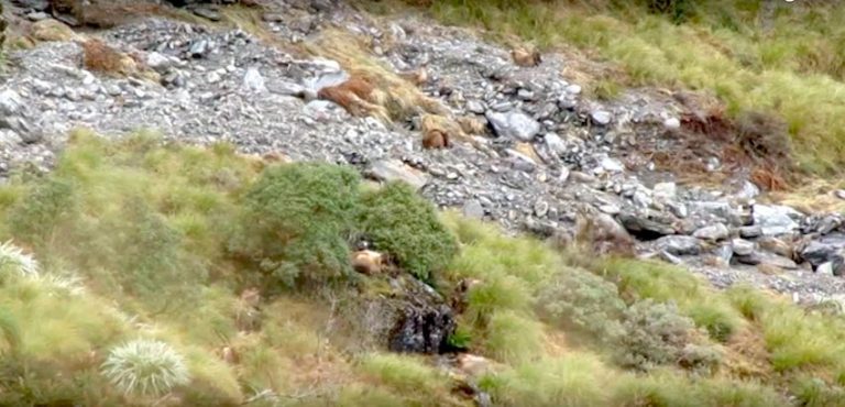 Animals Are Hiding In Plain Sight Until Noise Startles Them Awake