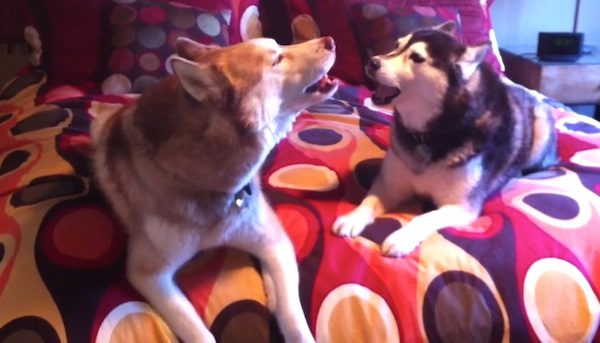 Howling huskies