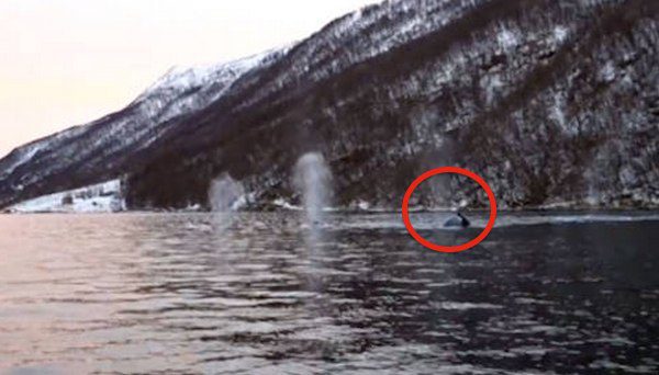 humpback whale surprise