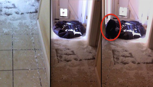 naughty dog destroys beanbag