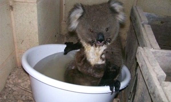 koala seeks refuge from heat