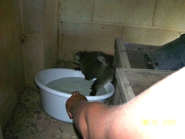 koala1
