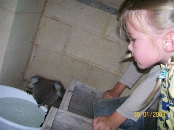 koala2
