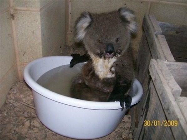 koala3