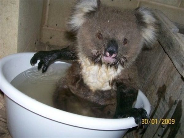 koala4