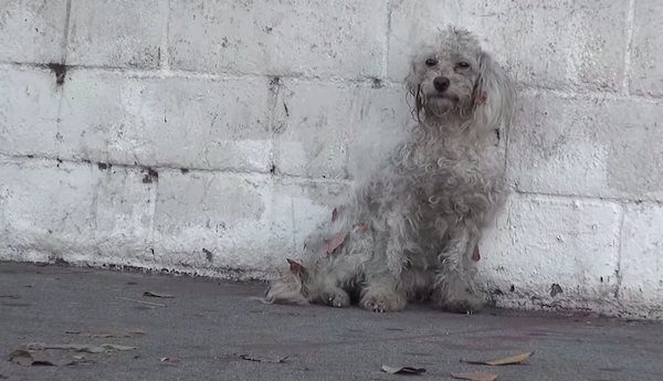 Homeless Poodle Just Realized She’s Being Rescued And Has Sweetest Reaction