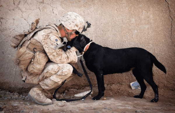 30 Touching Photos That Reveal Dogs Are A Soldier’s Best Friend