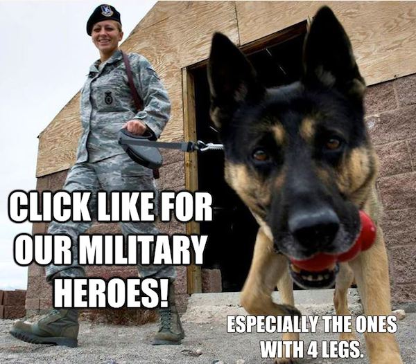 militarydog-5