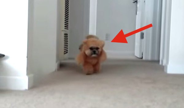 adorable dog's costume