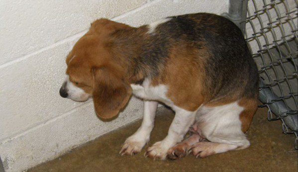 Abused shelter dog rescued
