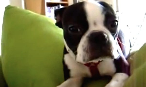guilty dog
