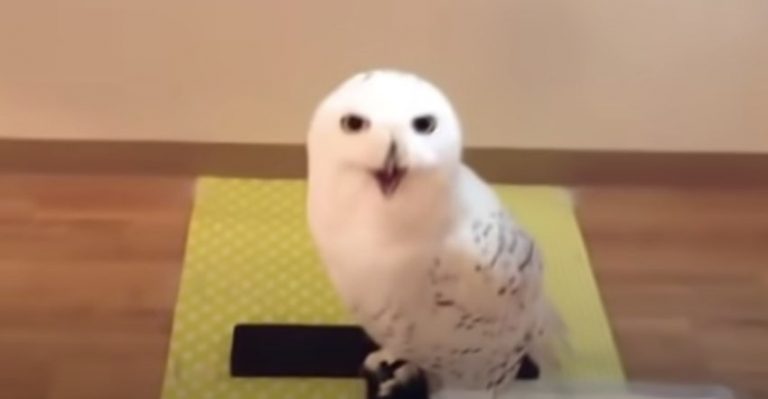 Owl Makes Funny Face Every Time Man Visits