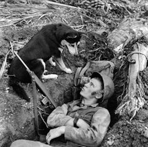 pacific-dog-2