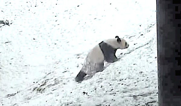 panda on snow hill