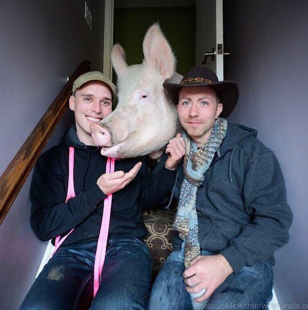 Esther The Wonder Pig