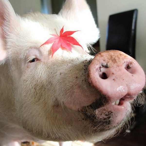Esther The Wonder Pig