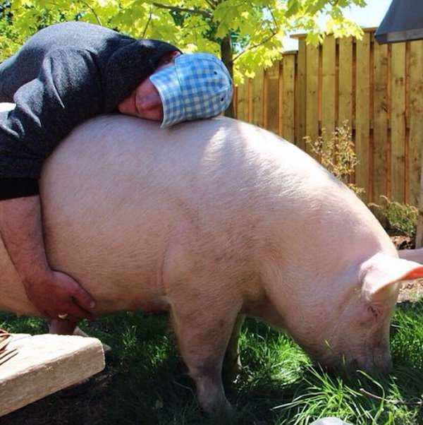 Esther The Wonder Pig