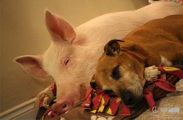 Esther The Wonder Pig