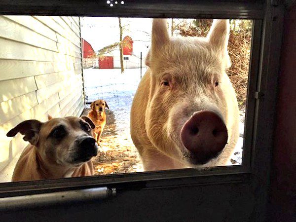 Esther The Wonder Pig
