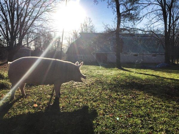 Esther The Wonder Pig