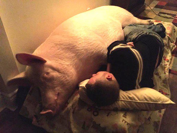 Esther The Wonder Pig