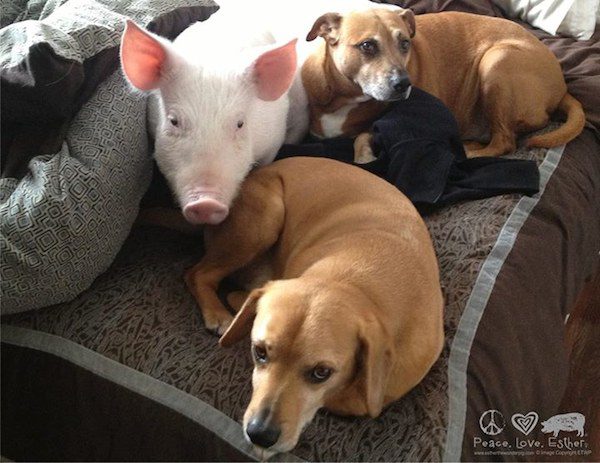 Esther The Wonder Pig