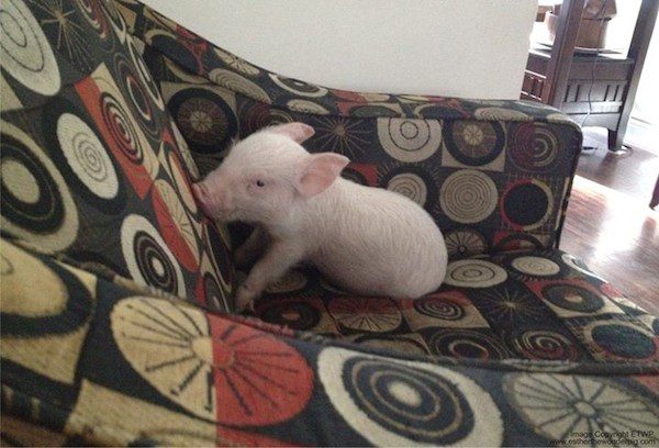 Esther The Wonder Pig
