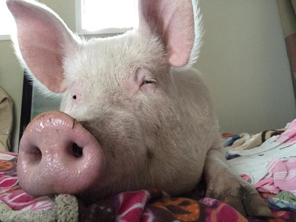 Esther The Wonder Pig