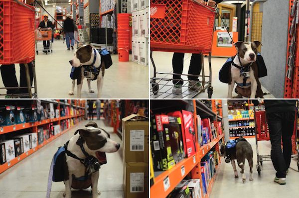 pittie-shopping