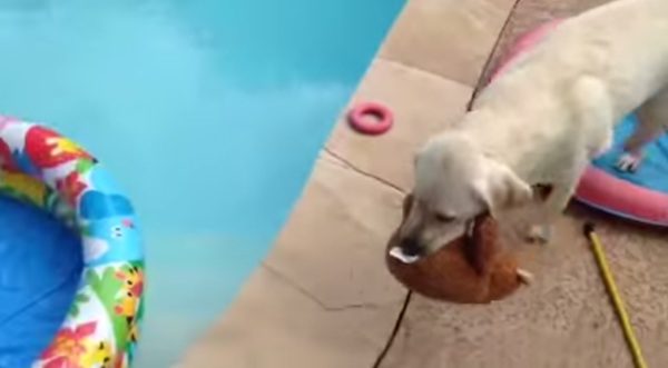 puppy at pool