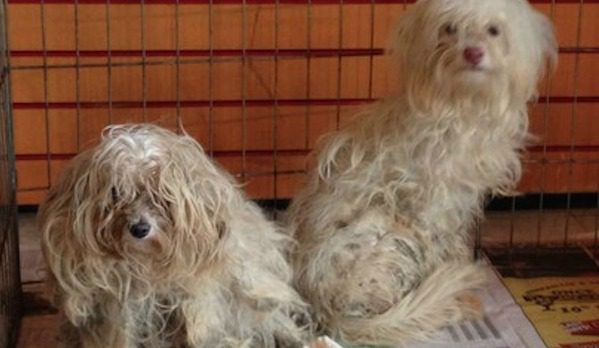 Rescuer Tells Off An Irresponsible Dog Owner After Finding Two Dogs On Highway