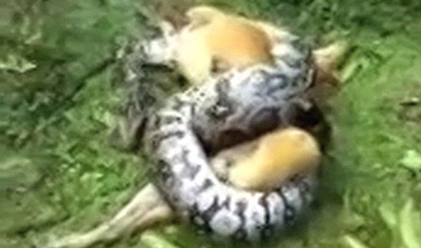 python attacking dog