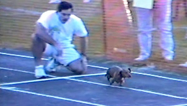 dog cheats in dog race